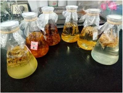 The impact of external plant carbon sources on nitrogen removal and microbial community structure in vertical flow constructed wetlands